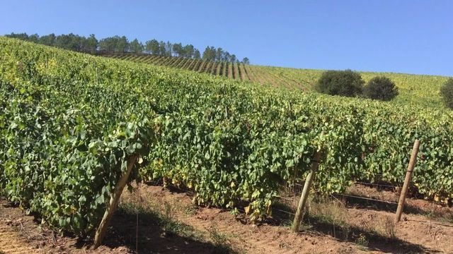 AGRICULTURA | ASAJA advierte del 'hundimiento' del sector vitivinícola en CLM si no se actúa con urgencia