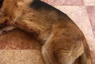 REGIÓN | Tres detenidos por extorsionar a un joven cortándole el cuello a su perro