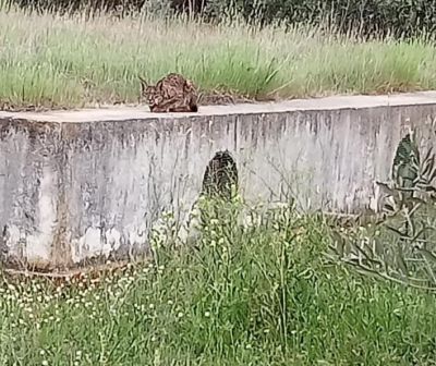 FOTOS | Un lince en el término municipal de Malpica de Tajo