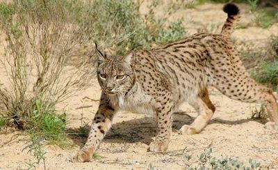 Un tercio de los linces ibéricos de España vive en CLM