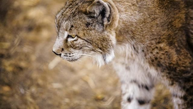 Hallan el cadáver de un lince ibérico en la A-4 a la altura de Almuradiel