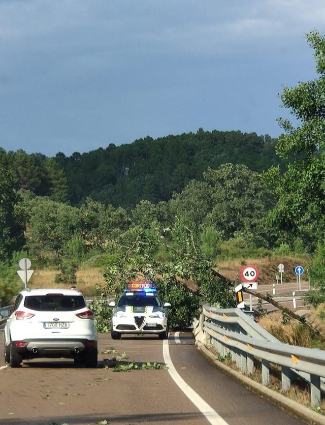 ¡Cuidado! Un árbol caído impide la correcta visibilidad en un tramo de la N-502