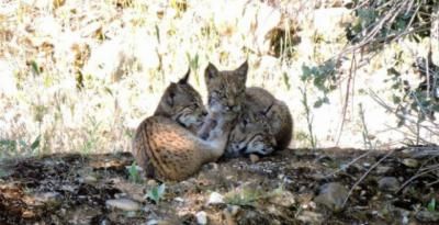 Castilla-La Mancha cuenta con una población de lince ibérico cercana a los 200 ejemplares