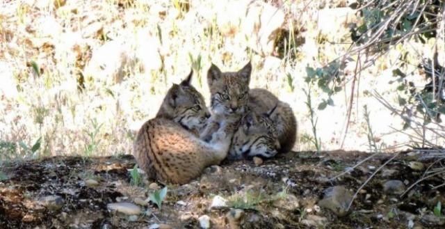 Castilla-La Mancha cuenta con una población de lince ibérico cercana a los 200 ejemplares