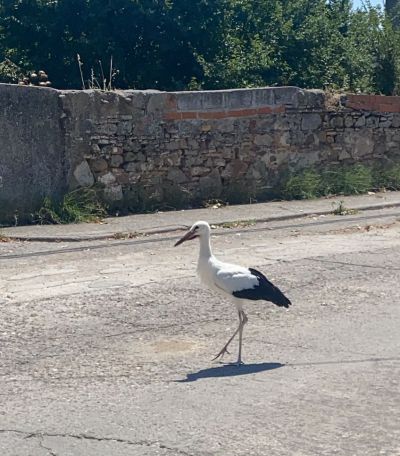 Rescatan a una cigüeña que vagaba malherida por Puente del Arzobispo