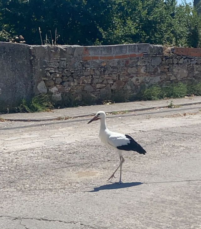 Rescatan a una cigüeña que vagaba malherida por Puente del Arzobispo