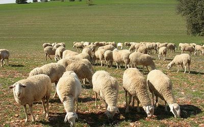 Un pastor resulta herido tras ser atacado por una oveja