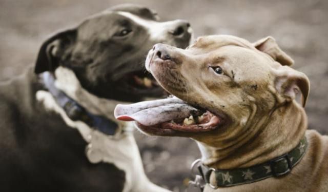 Dos perros de raza pitbull. / Cameron Whitman (Getty Images)