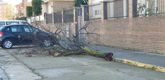 Árbol caído en la avenida Francisco Aguirre