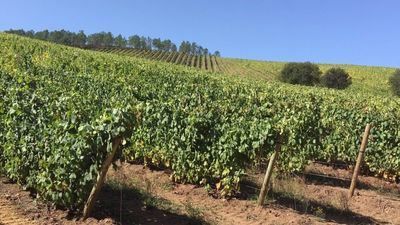 Castilla-La Mancha podría perder el 50 % de viñedo