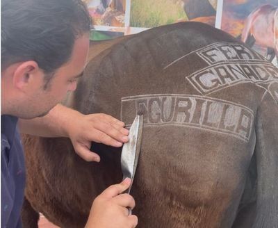 Gran éxito de la Feria de Ganado, Artesanía y Alimentación de Segurilla