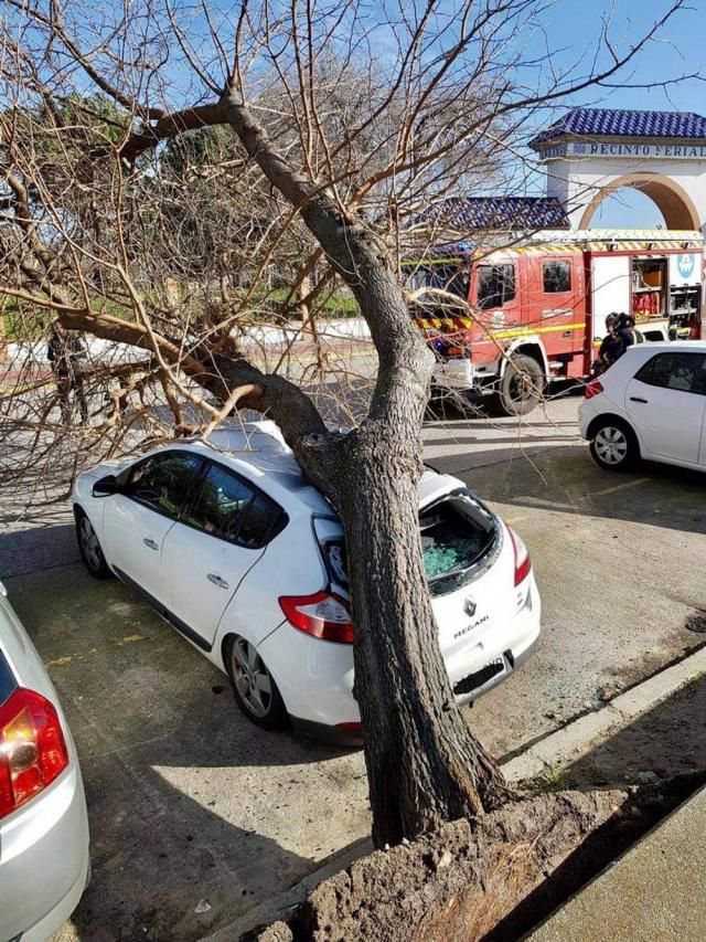 TALAVERA | El fuerte viento tira un árbol sobre un coche en el Ferial