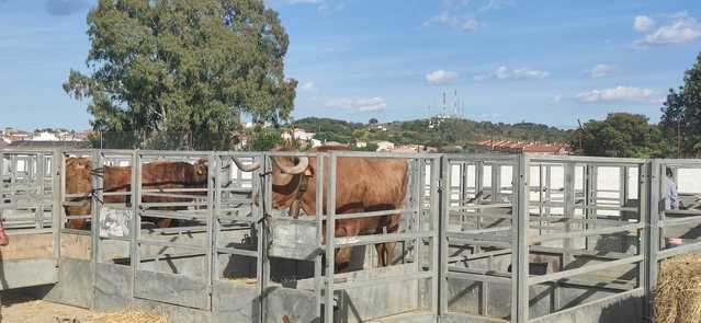 Segurilla te espera: más de 300 cabezas de ganado, cerámica, alimentación...