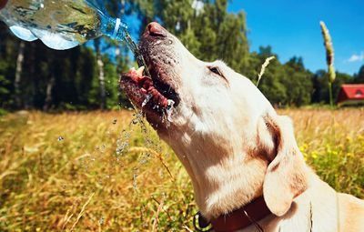 ¿Sabes cómo proteger a tu perro del calor de la playa?