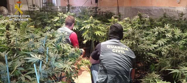 Detenido por cultivar 600 plantas de marihuana y defraudar casi 30.000 euros en luz