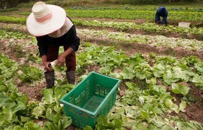 Mañana se podrán solicitar las ayudas a la creación y al empleo en cooperativas 