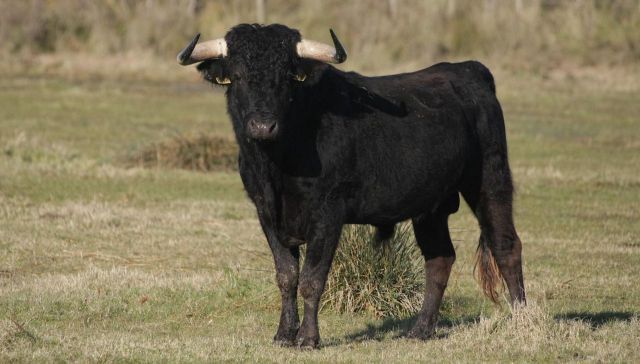 Herido al ser embestido por un toro en un pueblo de Toledo