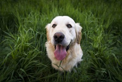 Cinco razones para adoptar un perro