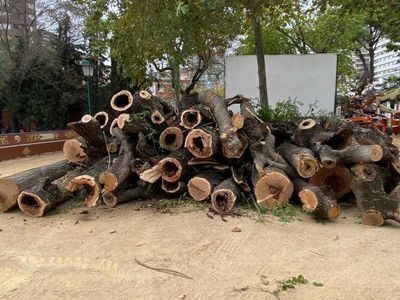 De la Llave defiende la tala de árboles en los Jardines del Prado: "Se ha estudiado cada caso"