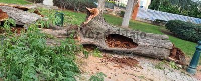 Jardines del Prado: El 'experto' defendía la tala de árboles en Madrid "por la seguridad ciudadana"