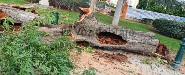 Jardines del Prado: El 'experto' defendía la tala de árboles en Madrid 'por la seguridad ciudadana'