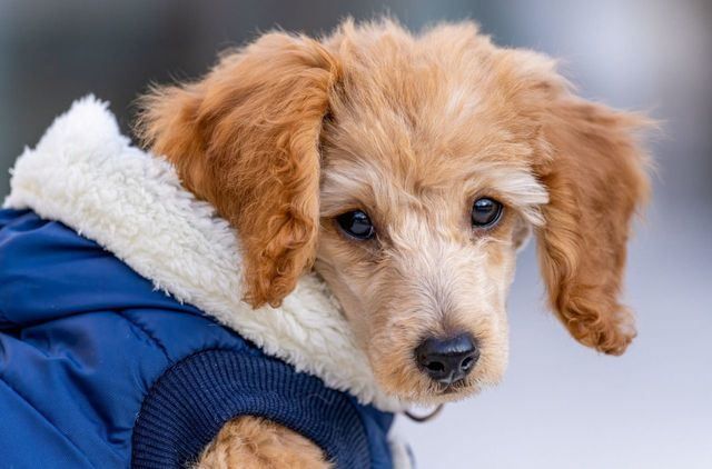 ¿Cómo saber si nuestra mascota tiene mucho frío?