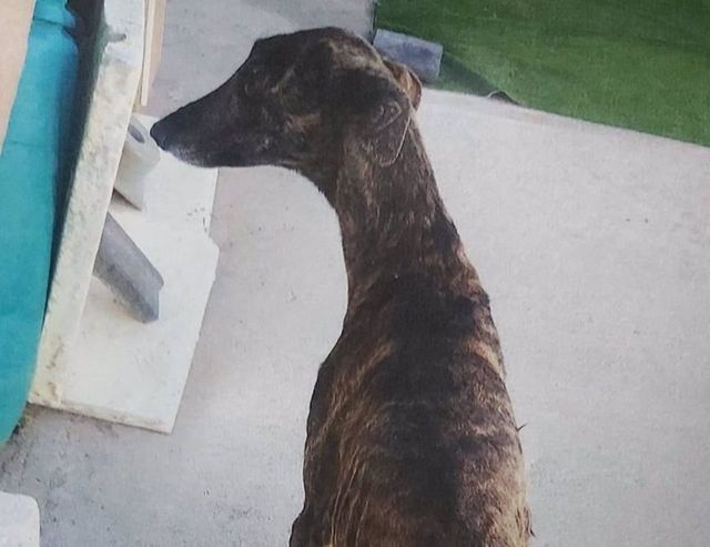 El galgo Moris, que fue abandonado por su dueño en Torrijos 