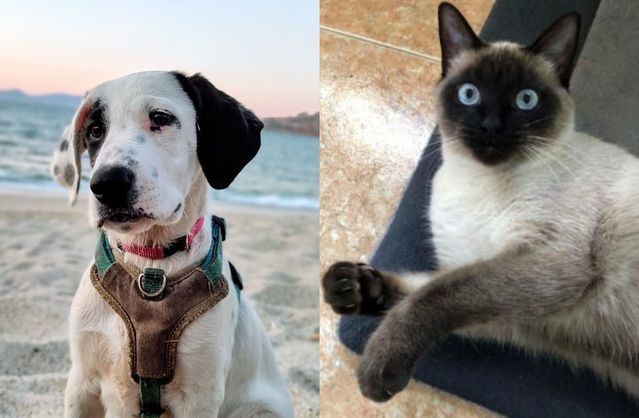 ¿Has visto a este perro o a este gato? Han desaparecido en la provincia de Toledo