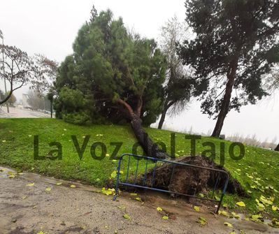 Cae un árbol de grandes dimensiones en La Alameda