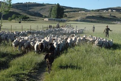 Se refuerzan las medidas de bioseguridad ante los focos de viruela ovina y caprina en Cuenca