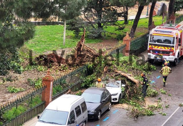 Susto que casi termina en tragedia: un árbol enfermo cae sobre dos coches en Talavera