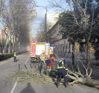 Cae un árbol en una céntrica calle de Talavera