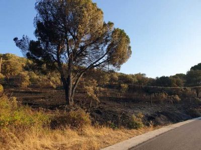 CLM aprueba la modificación de la Ley de Montes y Gestión Forestal Sostenible