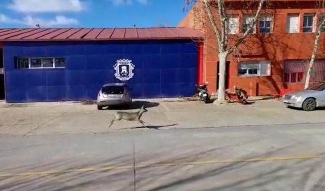 Dos corzos visitan el Parque de Bomberos de Talavera