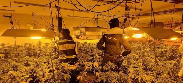 Golpe al narcotráfico: 1.261 plantas de marihuana incautadas en El Casar y Galápagos