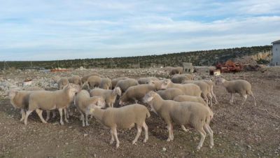 Castilla-La Mancha inmoviliza todo el ganado ovino y caprino por la viruela