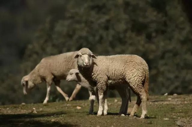 Estas son las medidas de Castilla-La Mancha frente a la viruela ovina y caprina