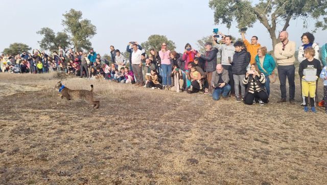 Suelta de dos ejemplares de lince ibérico cerca de Polán