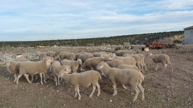 CLM compensará a agricultores y ganaderos por los efectos de la guerra de Ucrania