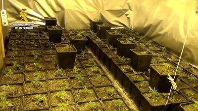 Detienen a un hombre de 24 años con 1.579 plantas de marihuana