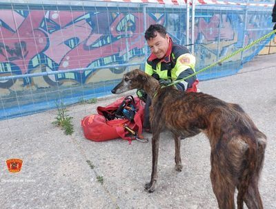 Los Bomberos de Talavera rescatan a un galgo atrapado en una isleta del Tajo