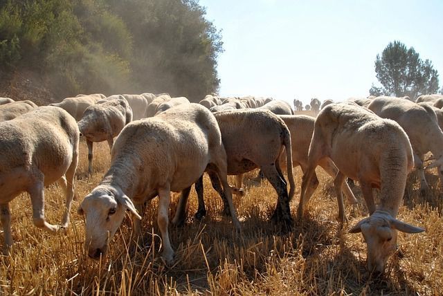 CLM aprobará las ayudas a los ganaderos afectados por viruela ovina el próximo martes