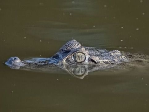 El caimán encontrado en Yunclillos / Foto: ZOO Koki