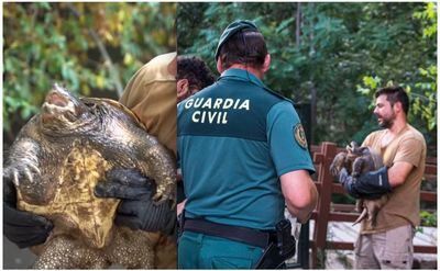 Encuentran una tortuga “muy peligrosa” en el parque de un pueblo de Toledo