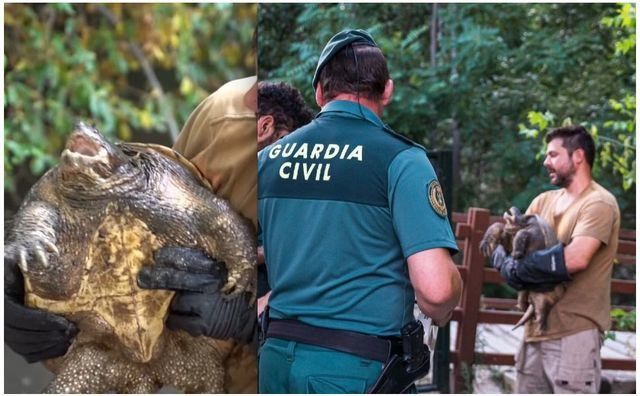 Rescate de una tortuga 'potencialmente peligrosa' / Foto: Safari Madrid