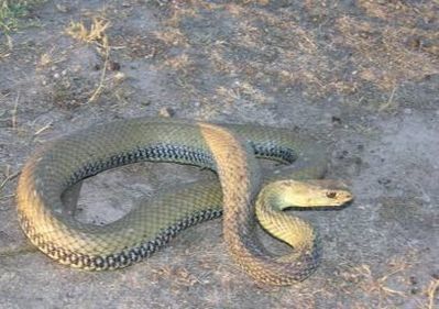 Trasladan en UVI al hospital a un menor de 14 años mordido por una serpiente