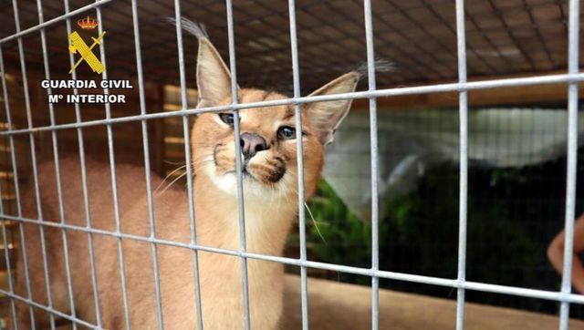 Localizan dos linces protegidos vendidos en Toledo de forma ilegal