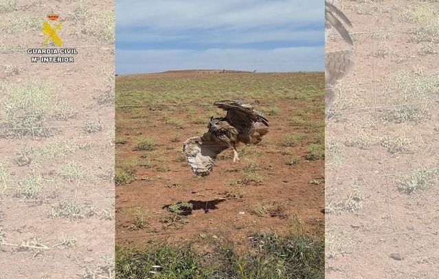 SEPRONA rescata un Búho Real atrapado en un vallado de espino