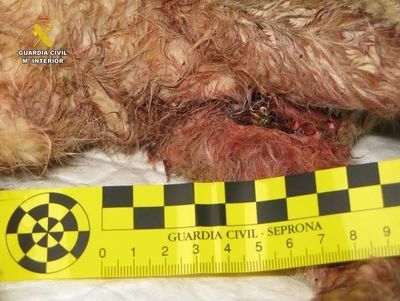 Dispara y mata a un gato en un pueblo de Ciudad Real