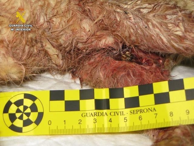 SEPRONA investiga a una persona tras disparar a un gato en Malagón